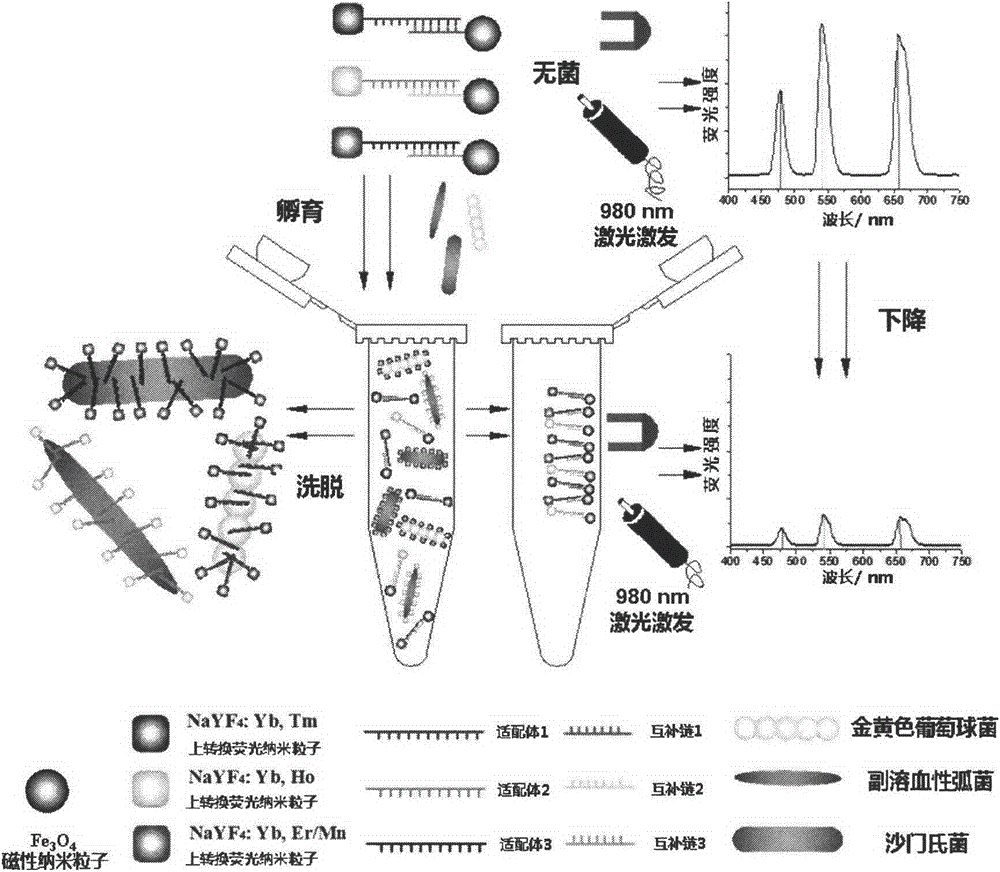 A Method for Simultaneous Detection of Three Foodborne Pathogenic Bacteria Based on Multicolor Upconversion Fluorescent Labeling