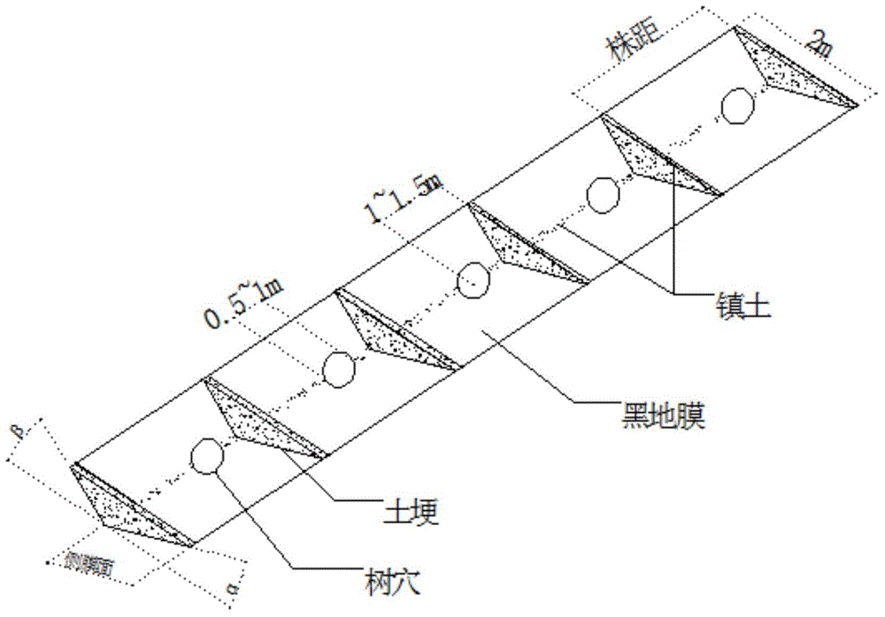 Arid and semi-arid region forest rainwater collecting and drought resisting cultivation method