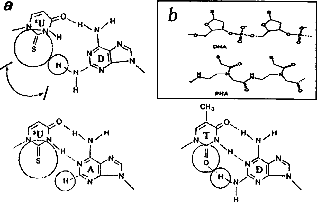 False complementary peptide nucleic acid probe biochip and detection method based on SPR principle