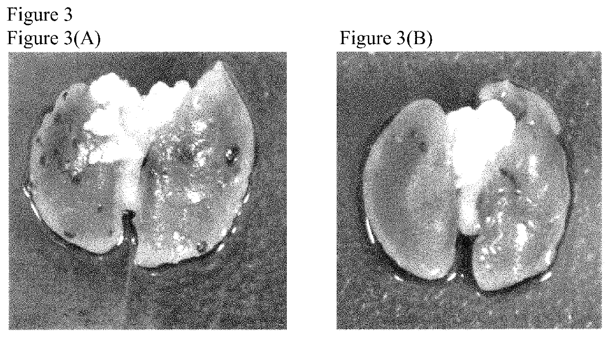 Herbal composition for inhibiting melanoma cell metastasis and manufacturing method thereof