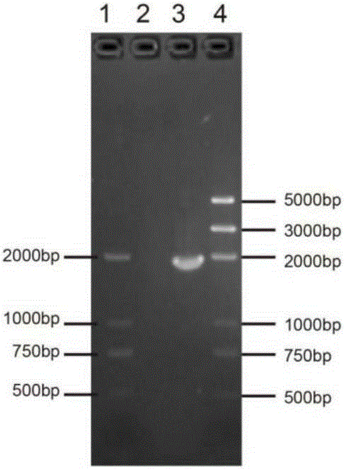 DNA virus reference material and preparation method and application thereof