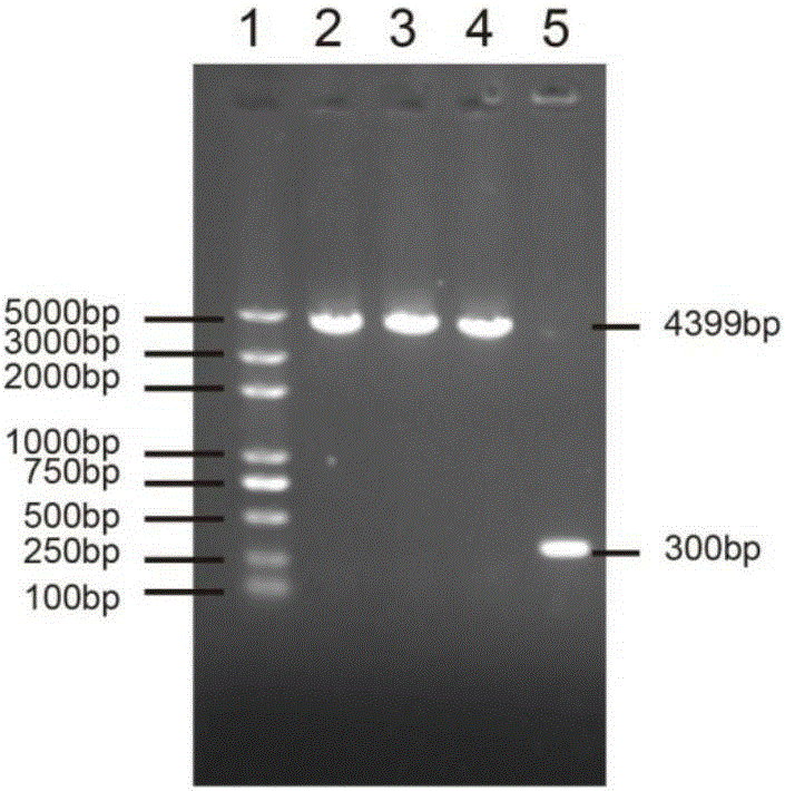 DNA virus reference material and preparation method and application thereof