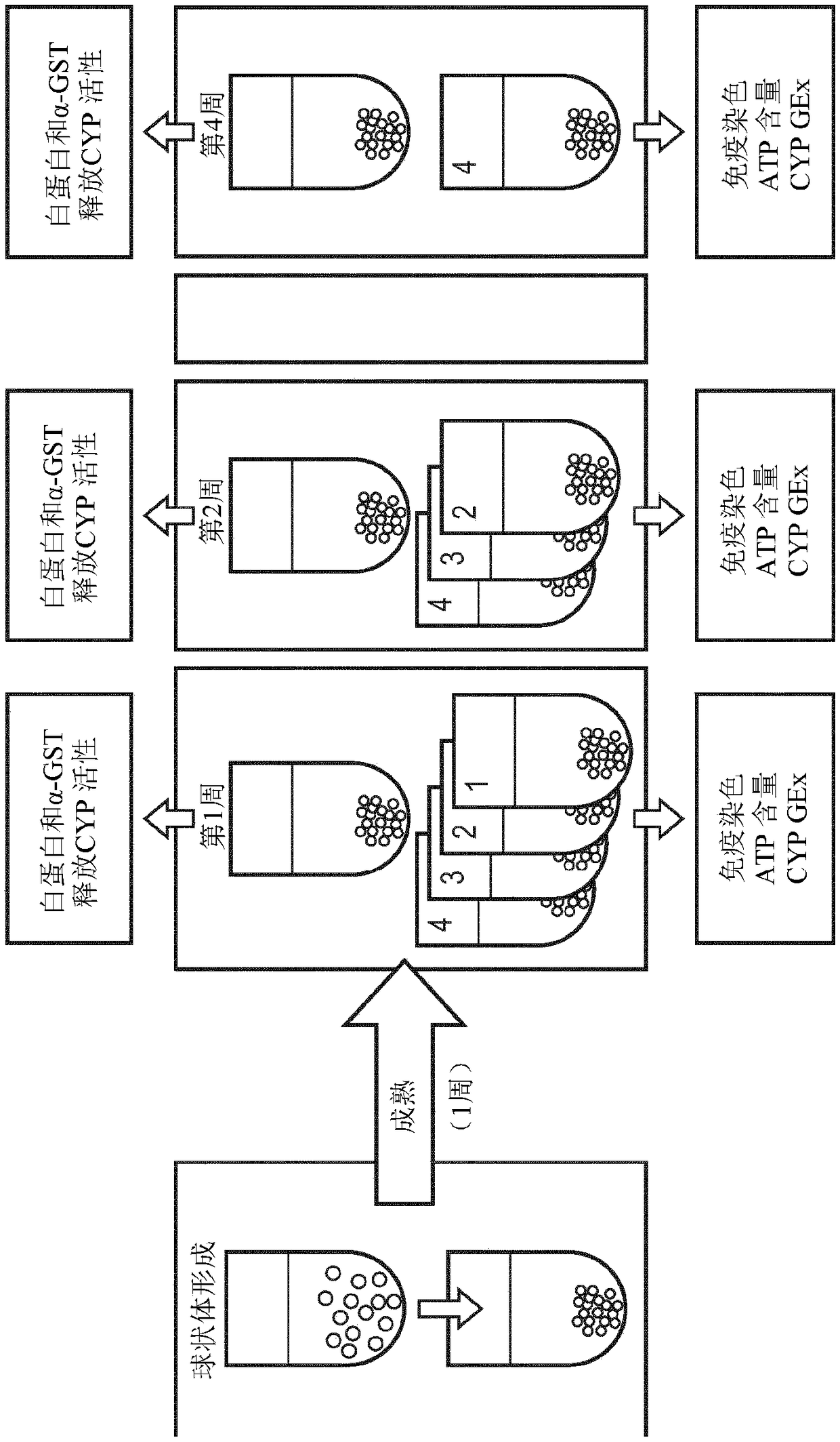 Cell culture