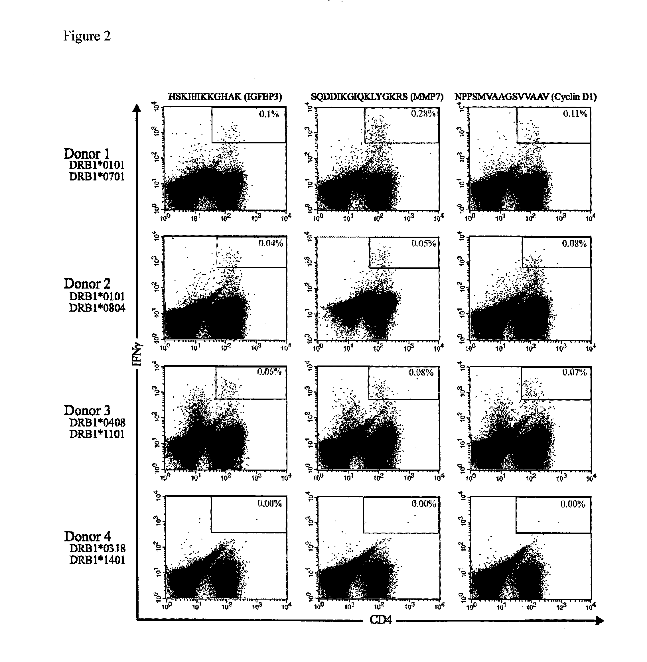 Tumor-associated peptides binding to human leukocyte antigen (HLA) class II molecules