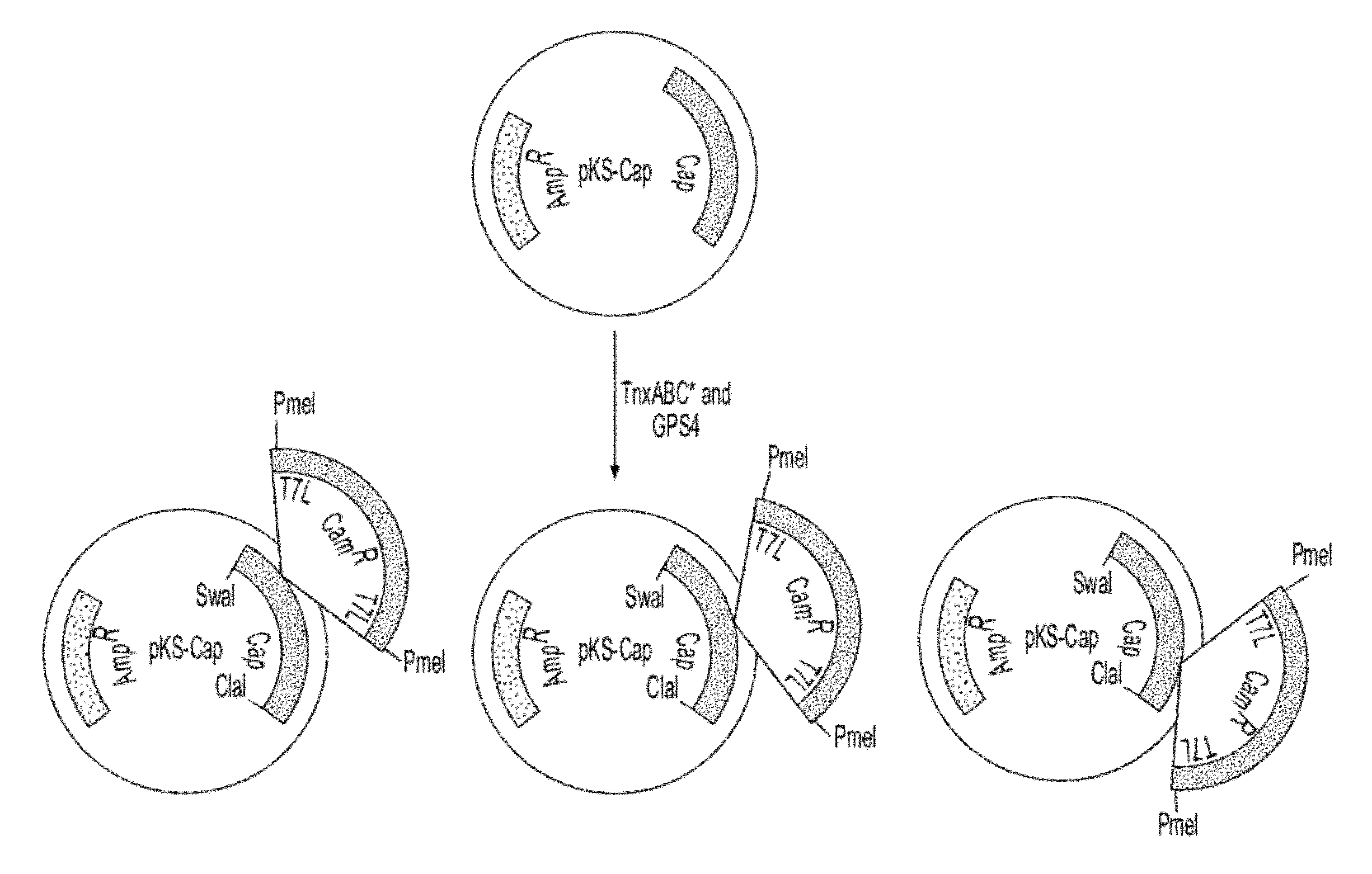 Viral Vectors with Improved Properties