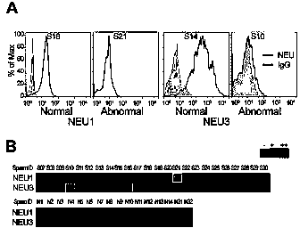 Method for detecting neuraminidase influencing sperm functions