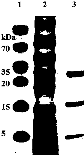 Antibacterial peptide secreted by clostridium butyricum as well as preparation method and application thereof