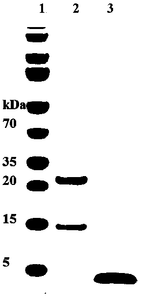 Antibacterial peptide secreted by clostridium butyricum as well as preparation method and application thereof