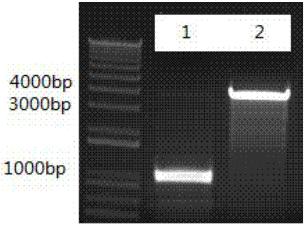 Method for coupled production of cadaverine by using microbial fermentation and microbial conversion