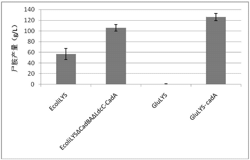 Method for coupled production of cadaverine by using microbial fermentation and microbial conversion