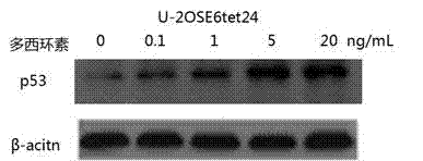 Cell strain capable of inducing and realizing dual-stabilization of P53 expression and construction method and application thereof