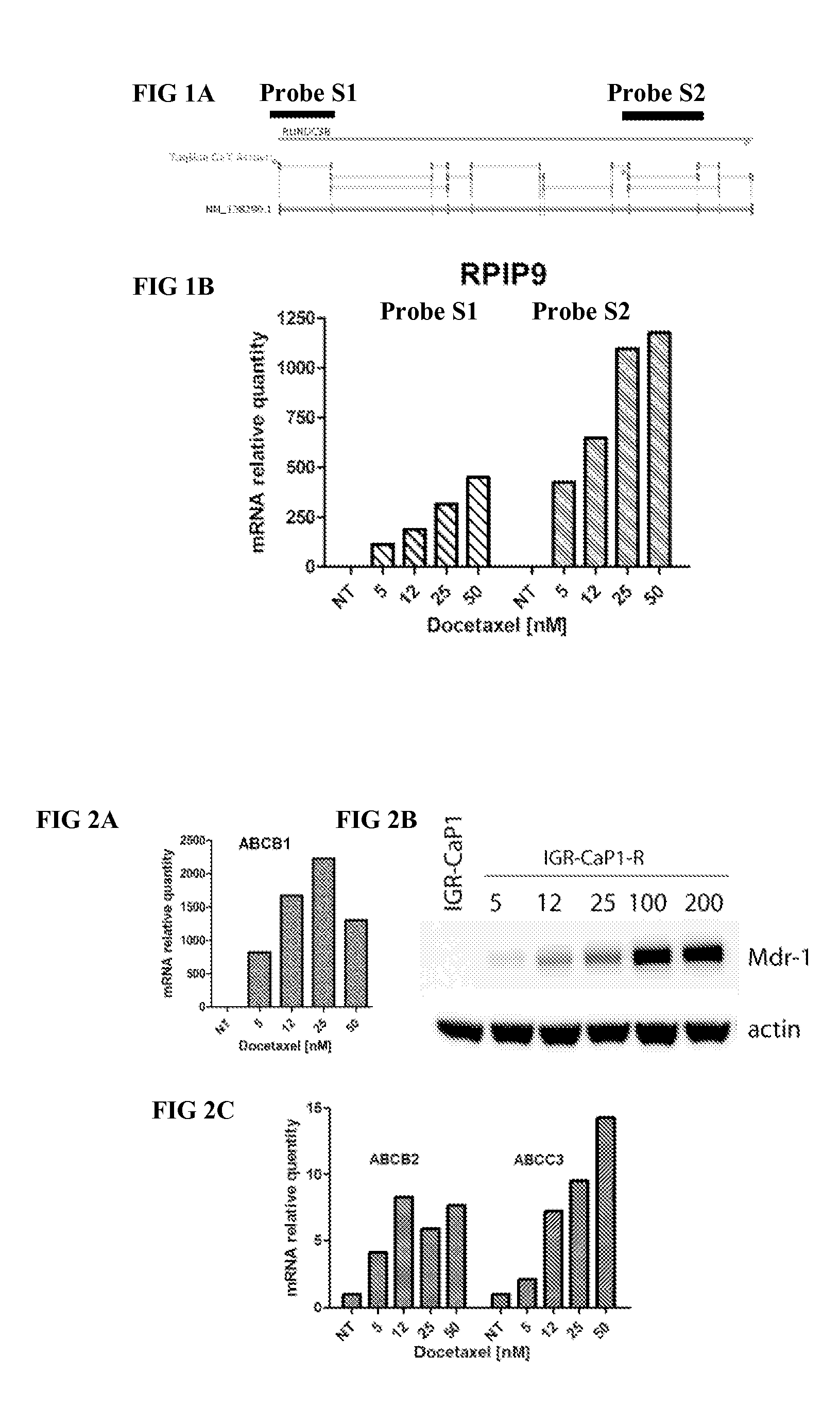 Methods for predicting or monitoring whether a patient affected by a cancer is responsive to a treatment with a molecule of the taxoid family