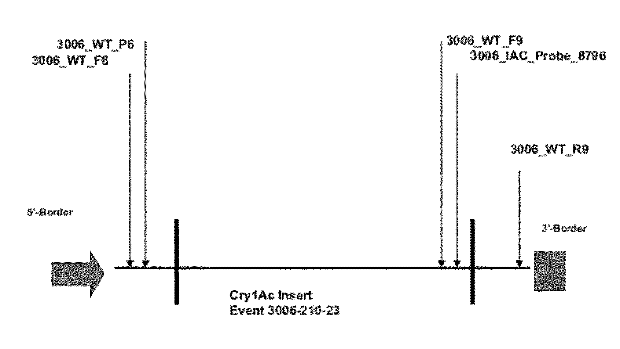 Endpoint TaqMan methods for determining zygosity of cotton comprising Cry1Ac event 3006-210-23