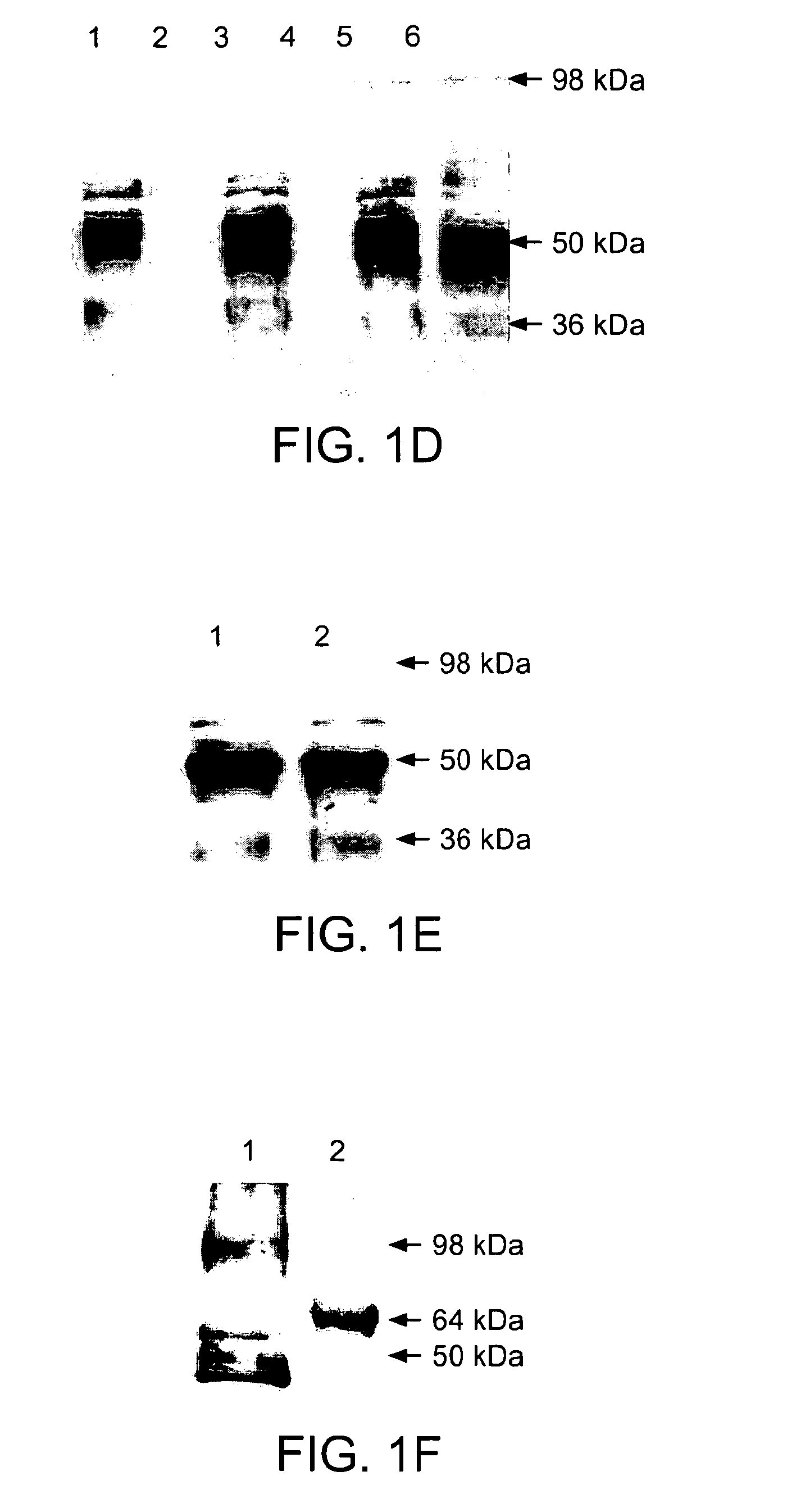 Malaria vaccine