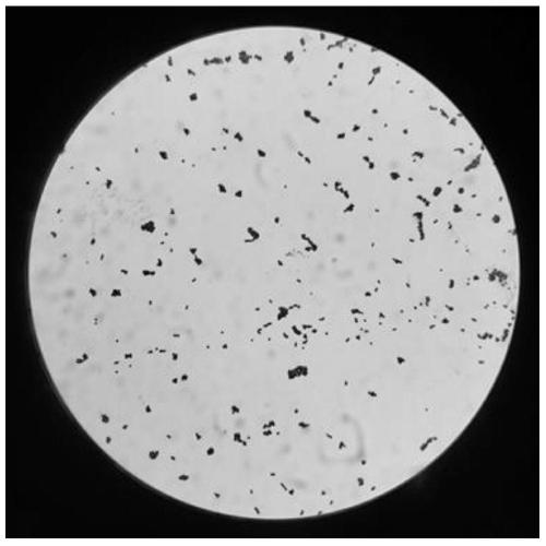 Gram staining method