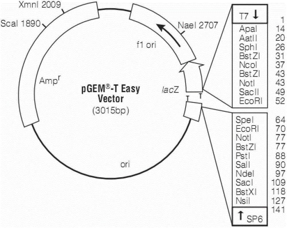 Recombinant bordetella bronchiseptica strain, vaccine and use