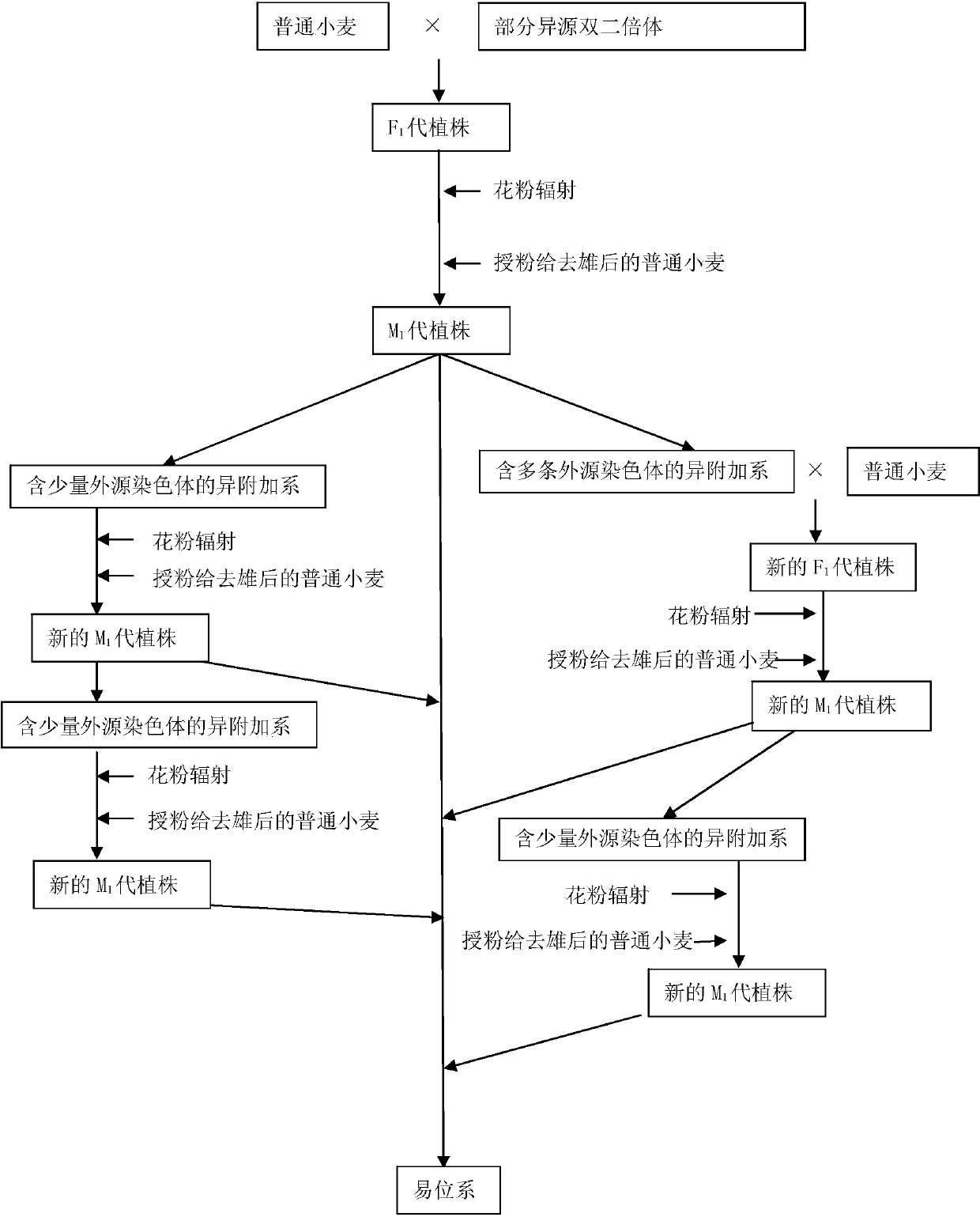 Large-scale creation method of wheat allos translocation line