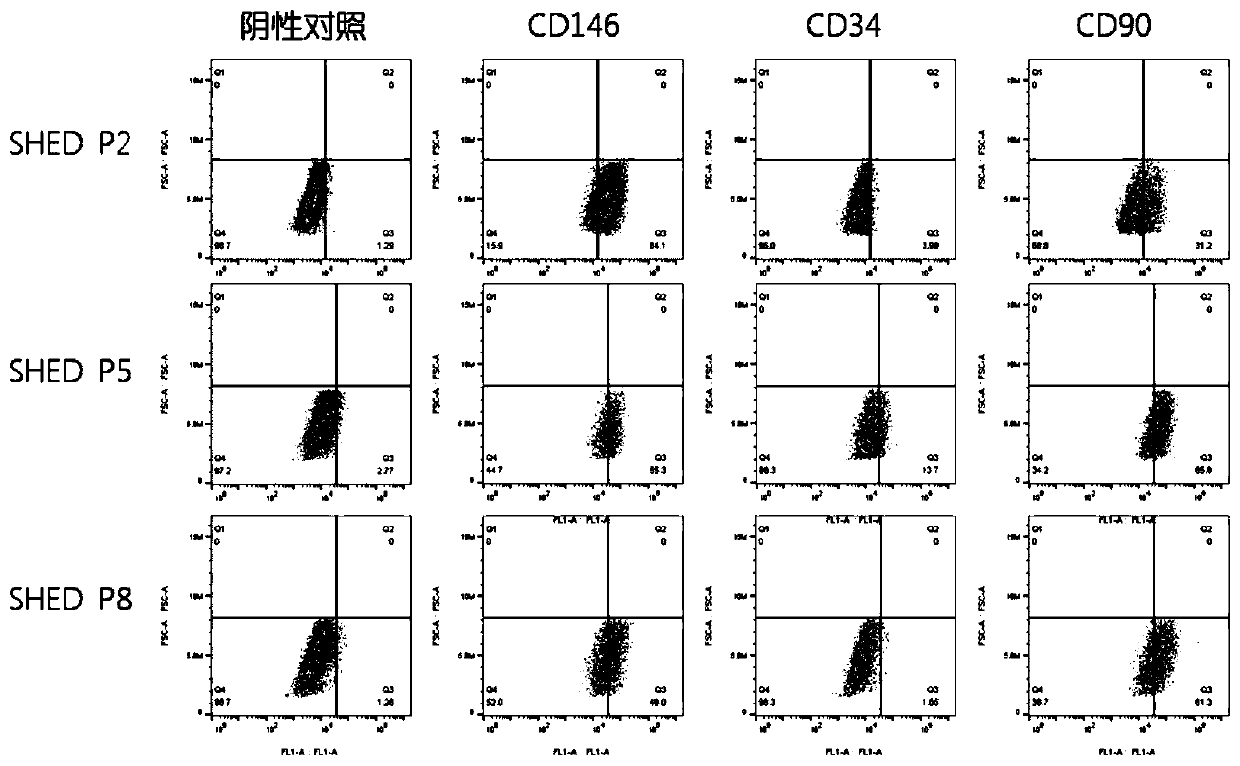 Isolated culture and neural directional differentiation method of deciduous tooth pulp stem cells