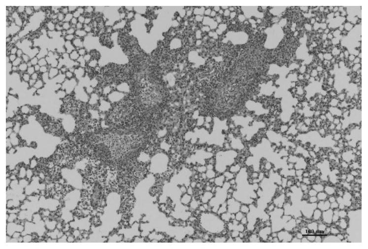 Application of traditional Chinese medicine composition and/or pharmaceutical preparation containing traditional Chinese medicine composition in preparation of anti-inflammatory drugs or immunomodulatory drugs