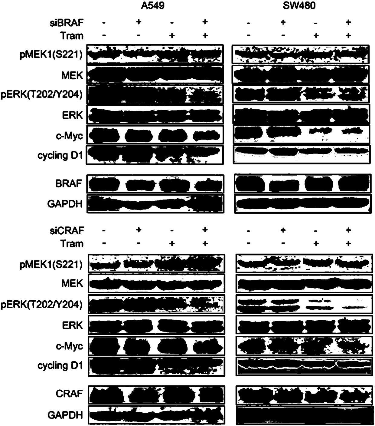 Combined drug for treating tumors