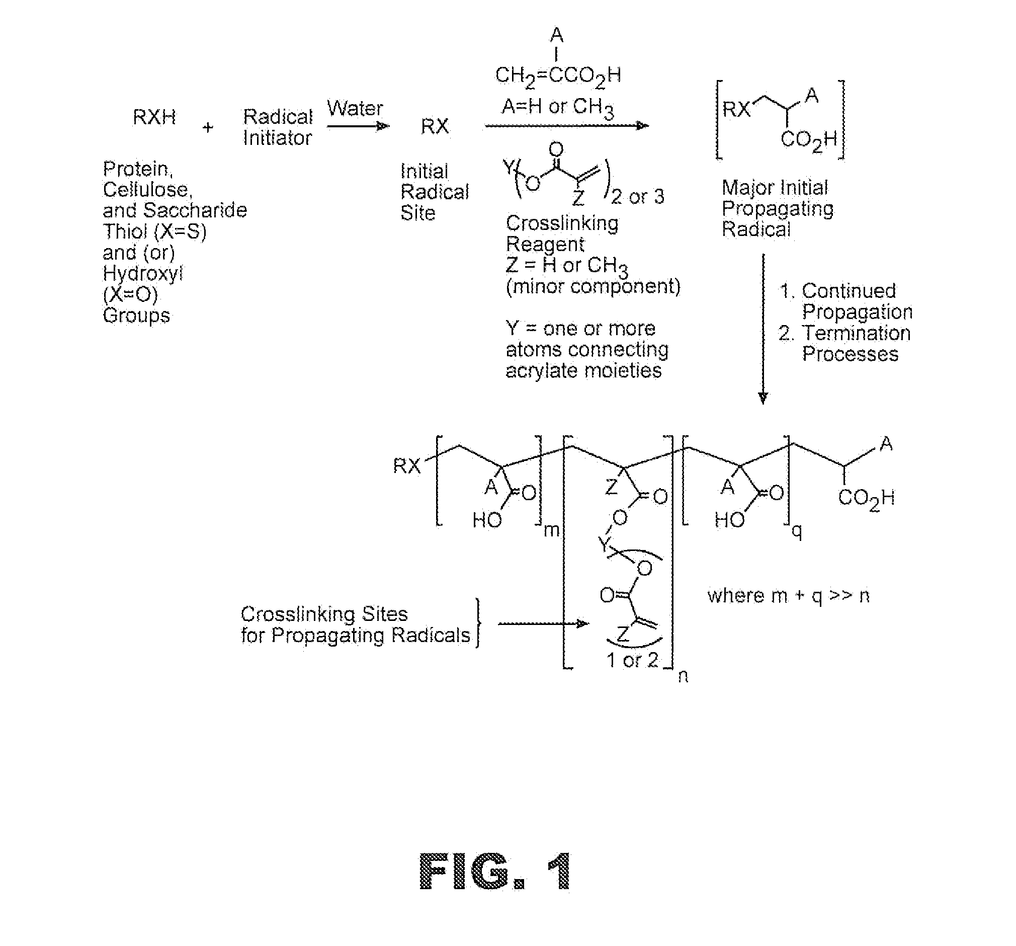 Absorbent Protein Meal Base Hydrogels