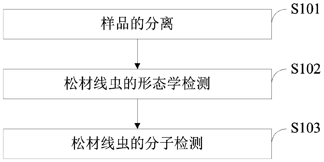 Morphological and molecular combined detection method for pine wood nematodes