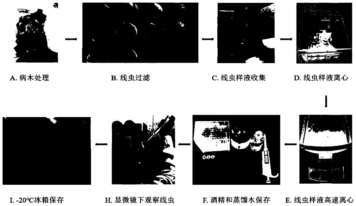 Morphological and molecular combined detection method for pine wood nematodes