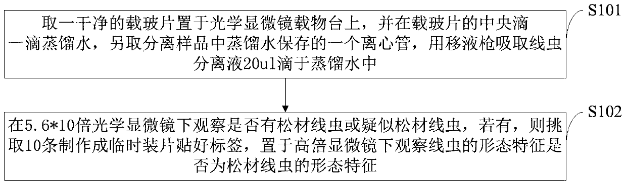 Morphological and molecular combined detection method for pine wood nematodes