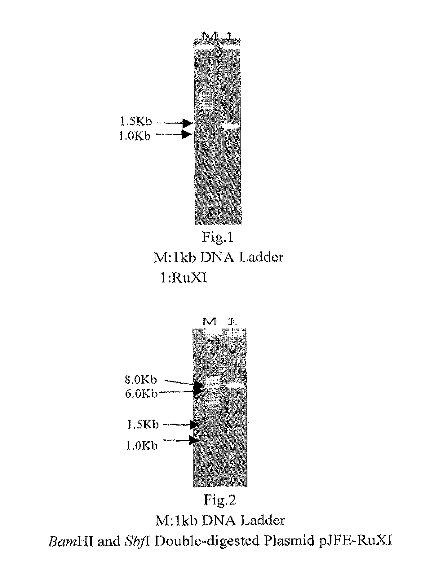 Nucleic acid molecule encoding xylose isomerase and xylose isomerase encoded by the nucleic acid molecule