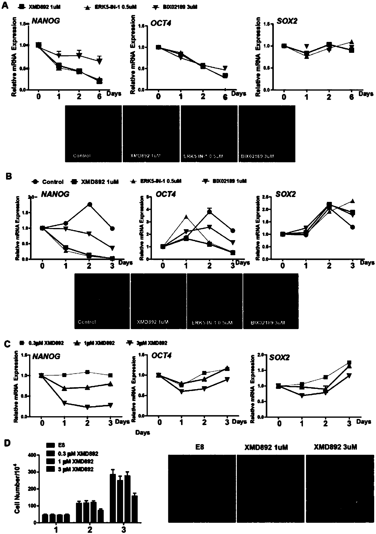 ERK5 kinase and application of ERK5 inhibitor in stem cell differentiation