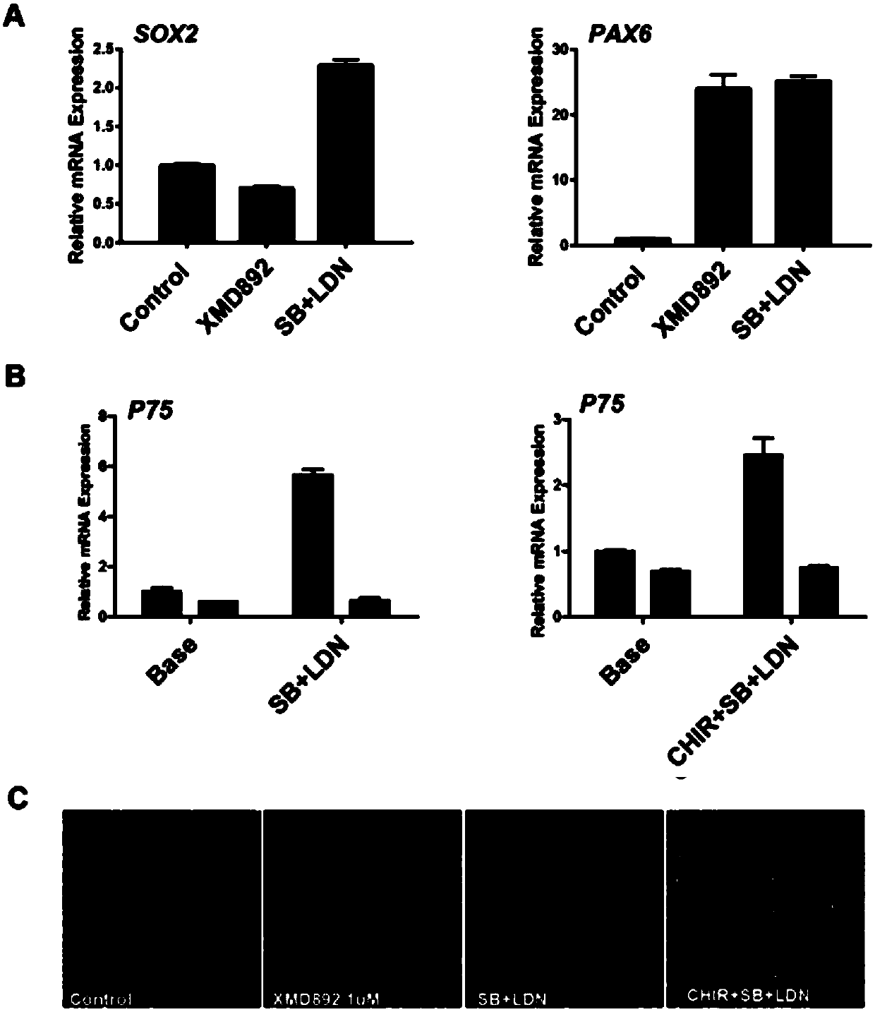 ERK5 kinase and application of ERK5 inhibitor in stem cell differentiation