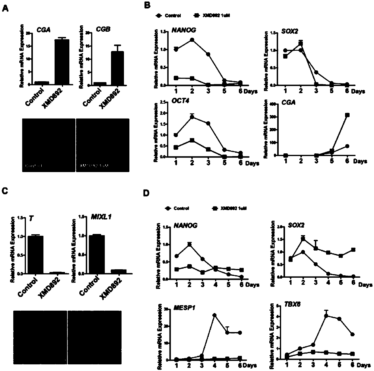 ERK5 kinase and application of ERK5 inhibitor in stem cell differentiation