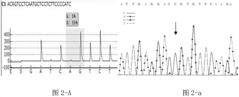 Primer and method for detecting polymorphism of VKORC1 and CYP2C9 genes by adopting pyrosequencing method