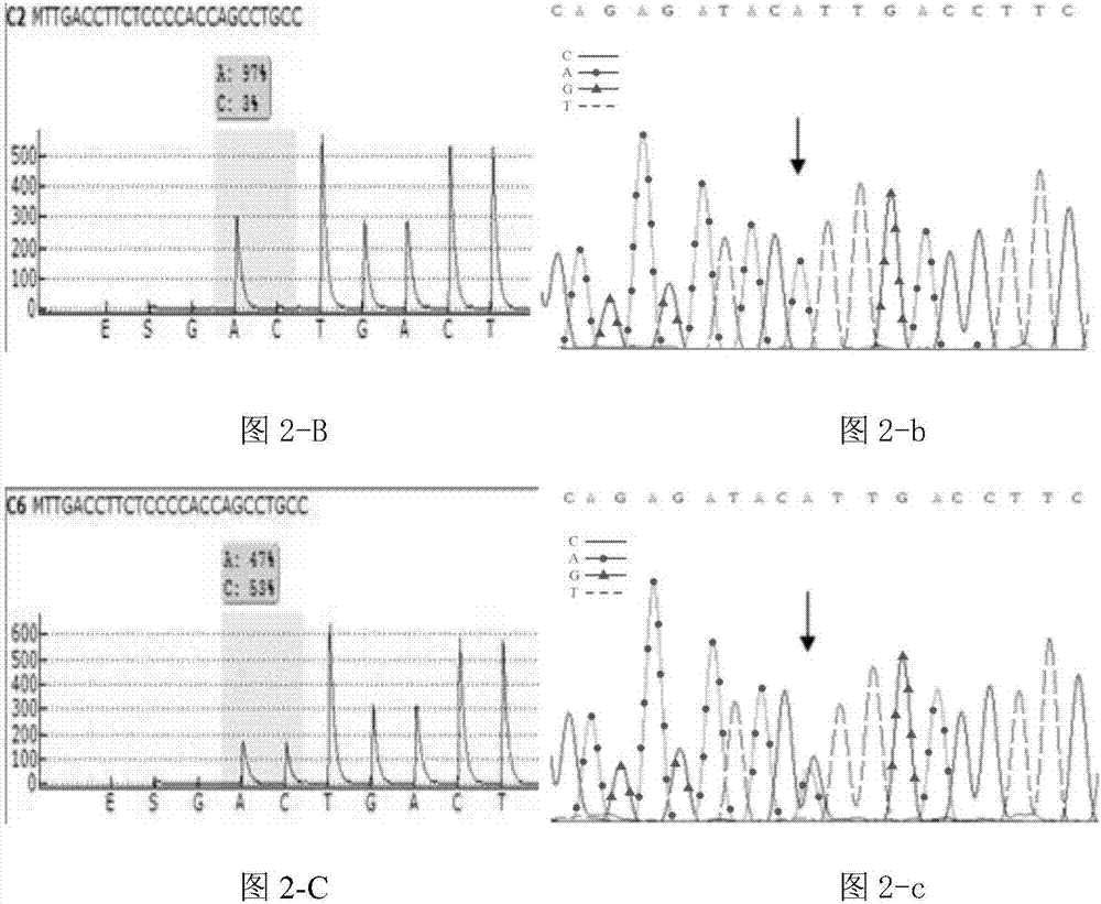 Primer and method for detecting polymorphism of VKORC1 and CYP2C9 genes by adopting pyrosequencing method