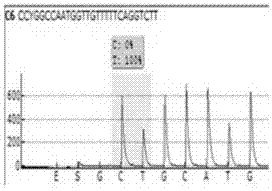 Primer and method for detecting polymorphism of VKORC1 and CYP2C9 genes by adopting pyrosequencing method