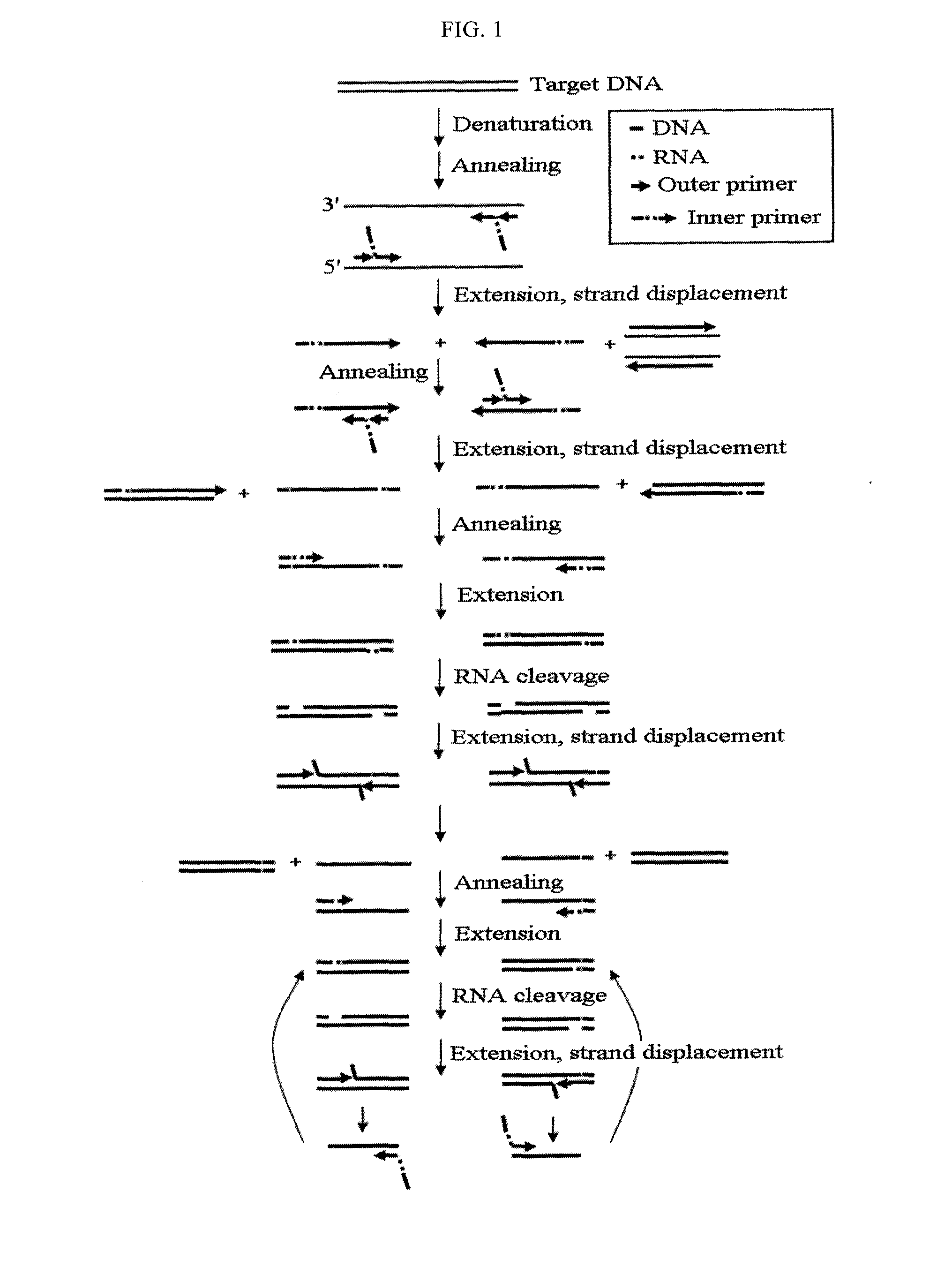 Method for detecting nucleic acids by simultaneous isothermal amplification of nucleic acids and signal probe