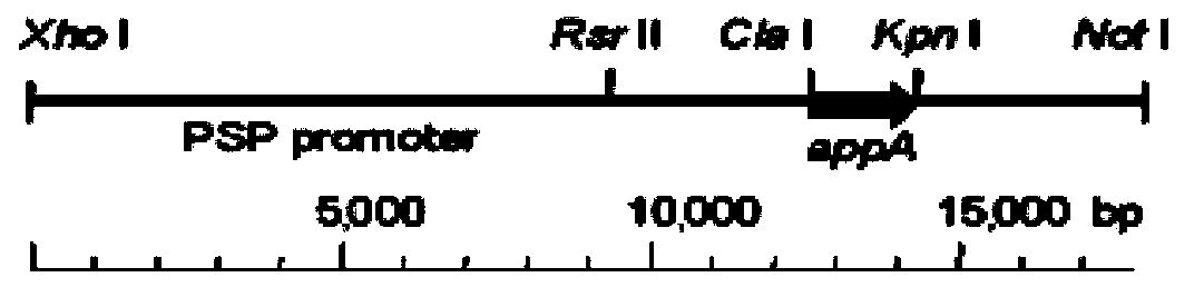 Specific transgenic carrier and construction method thereof