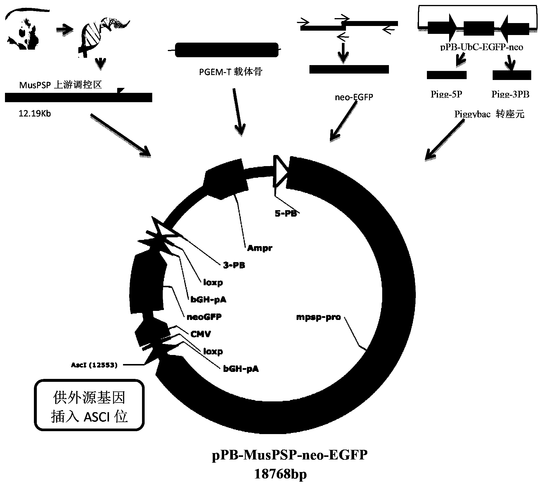 Specific transgenic carrier and construction method thereof