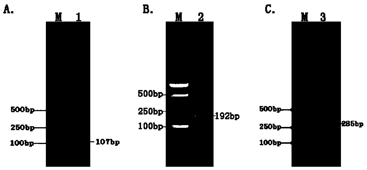 Primer sets and kits for multiple RPA detection of brucella abortus, brucella melitensis and brucella suis