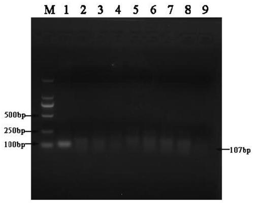 Primer sets and kits for multiple RPA detection of brucella abortus, brucella melitensis and brucella suis