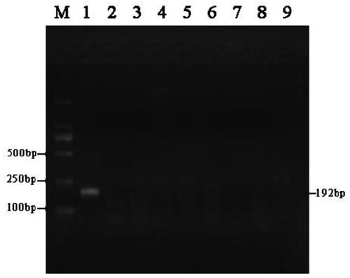 Primer sets and kits for multiple RPA detection of brucella abortus, brucella melitensis and brucella suis