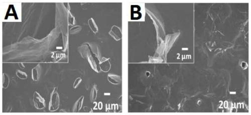 A kind of preparation method of graphene/phenylenediamine flexible composite membrane electrode