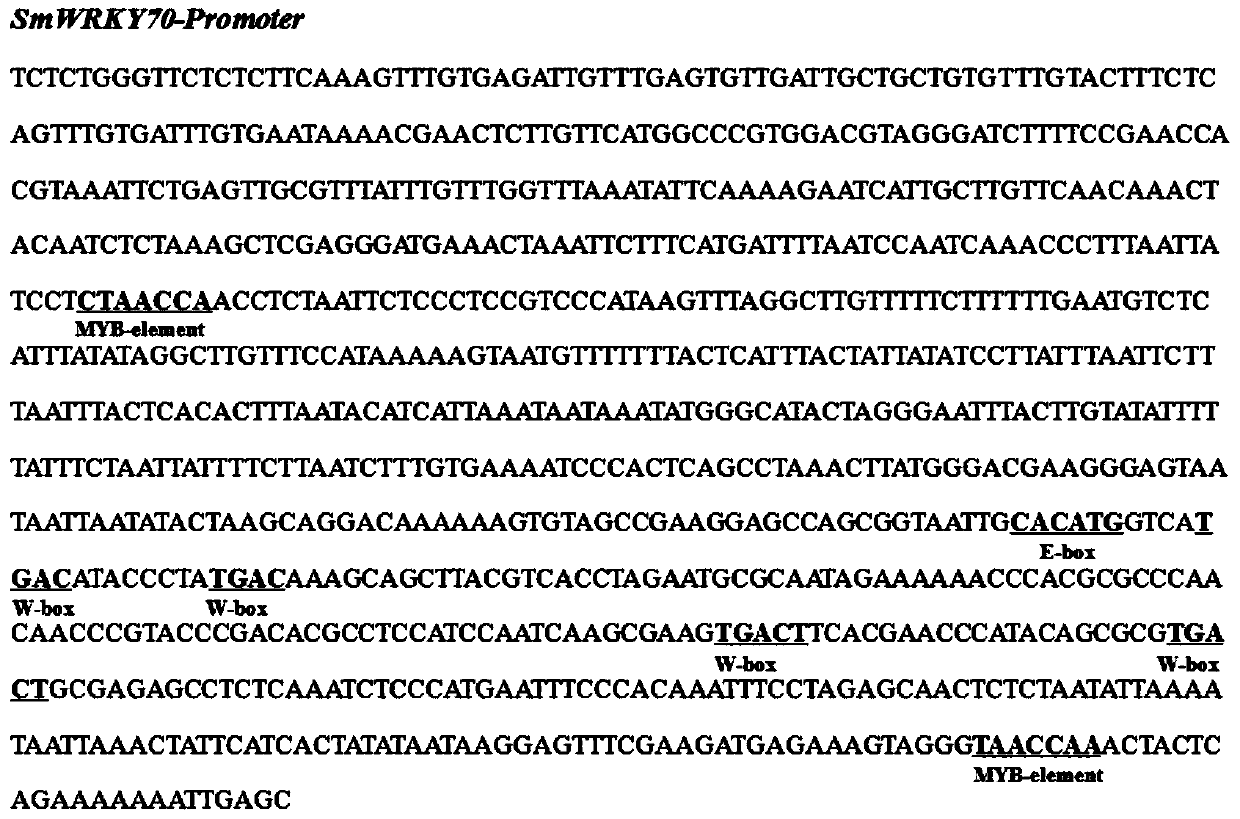 A method for increasing the content of tanshinone in the hairy root of Salvia miltiorrhiza