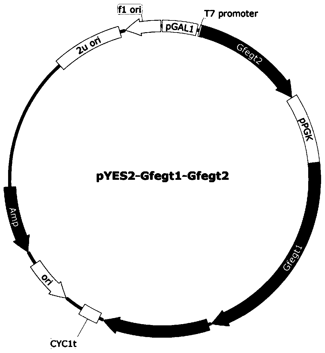 Application of genes Gfegt1 and Gfegt2 of ergothioneine of grifola frondosa to synthesis of ergothioneine