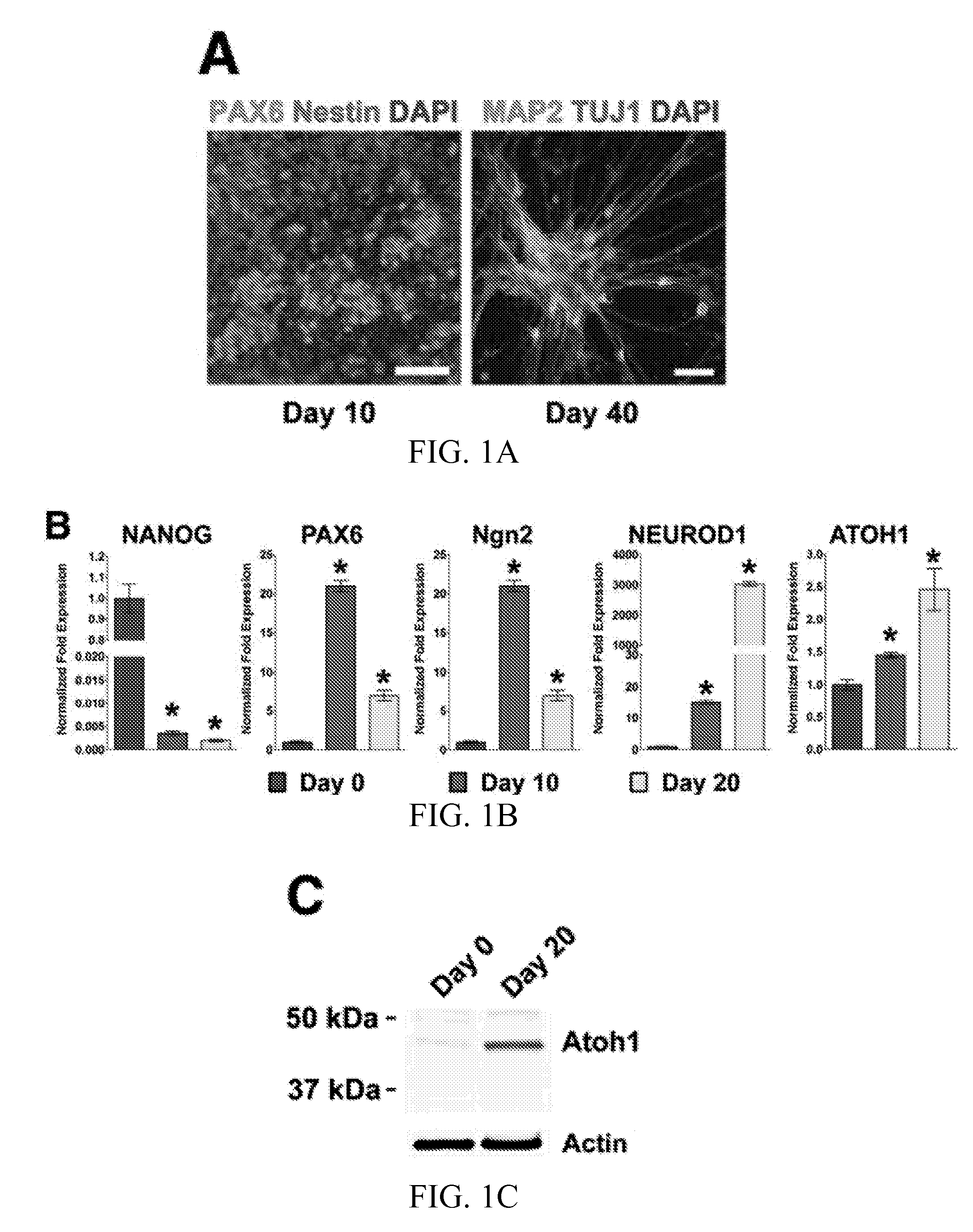 Method for highly efficient conversion of human stem cells to lineage-specific neurons