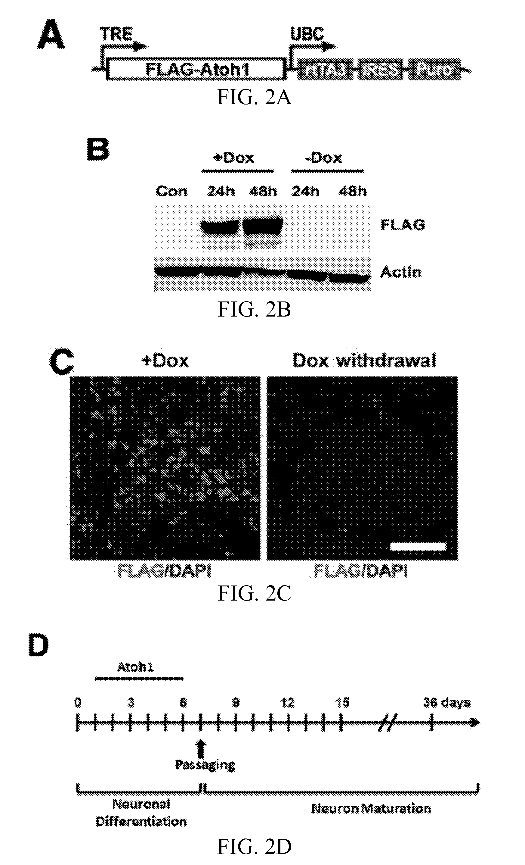 Method for highly efficient conversion of human stem cells to lineage-specific neurons
