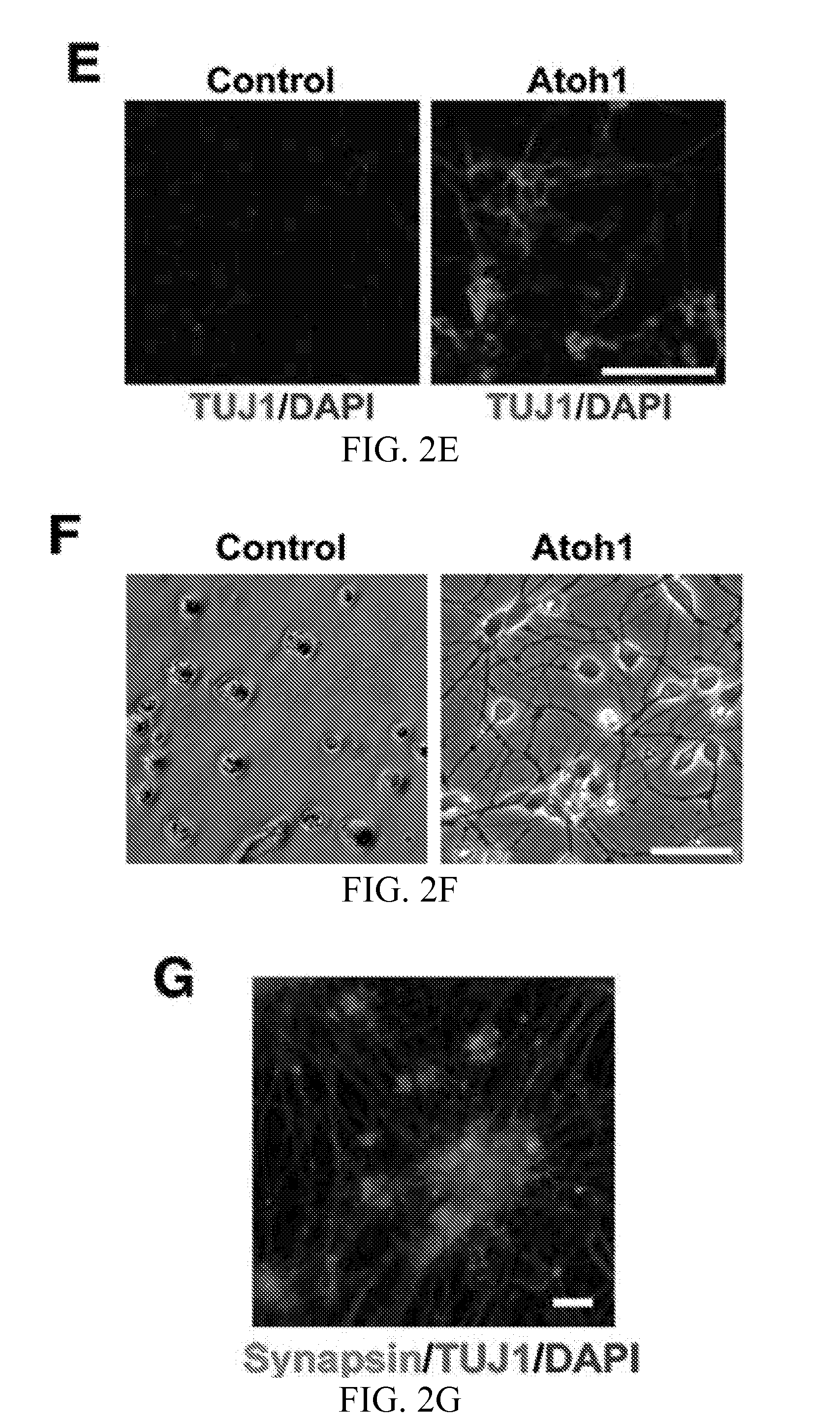 Method for highly efficient conversion of human stem cells to lineage-specific neurons