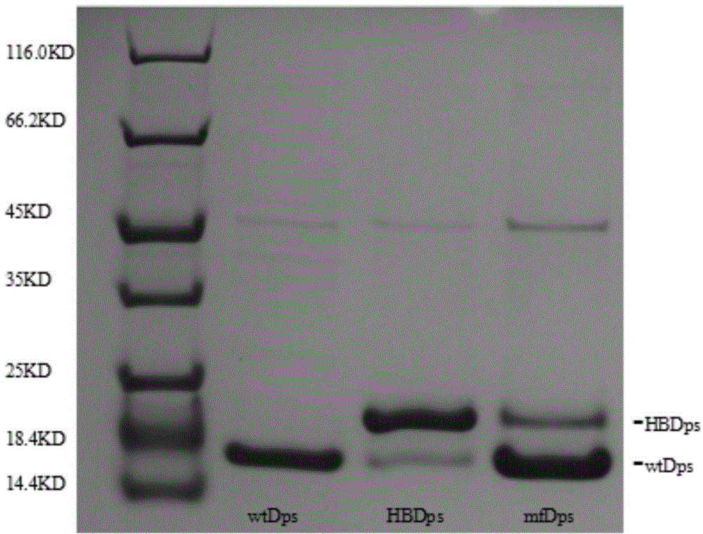 Ferritin-based monofunctionalized magnetic nanometer particle