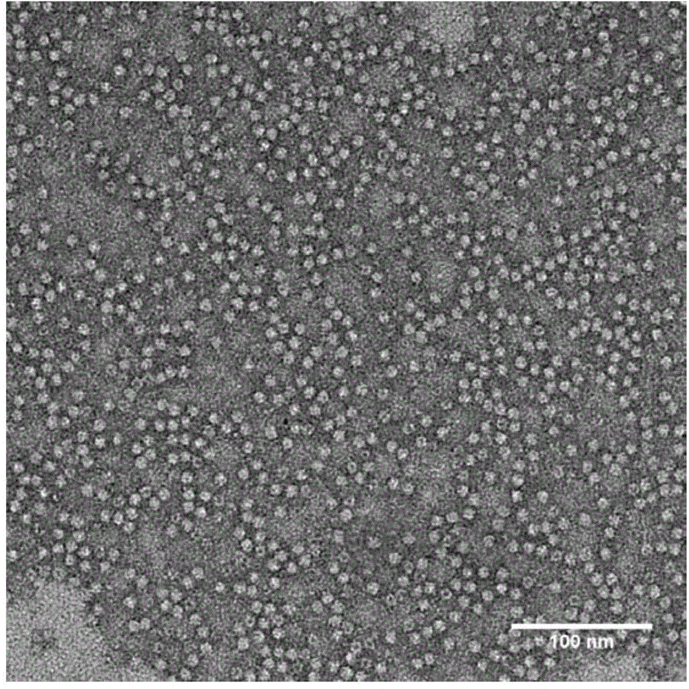 Ferritin-based monofunctionalized magnetic nanometer particle