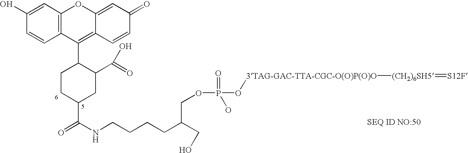 Nanoparticles having oligonucleotides attached thereto and uses therefor